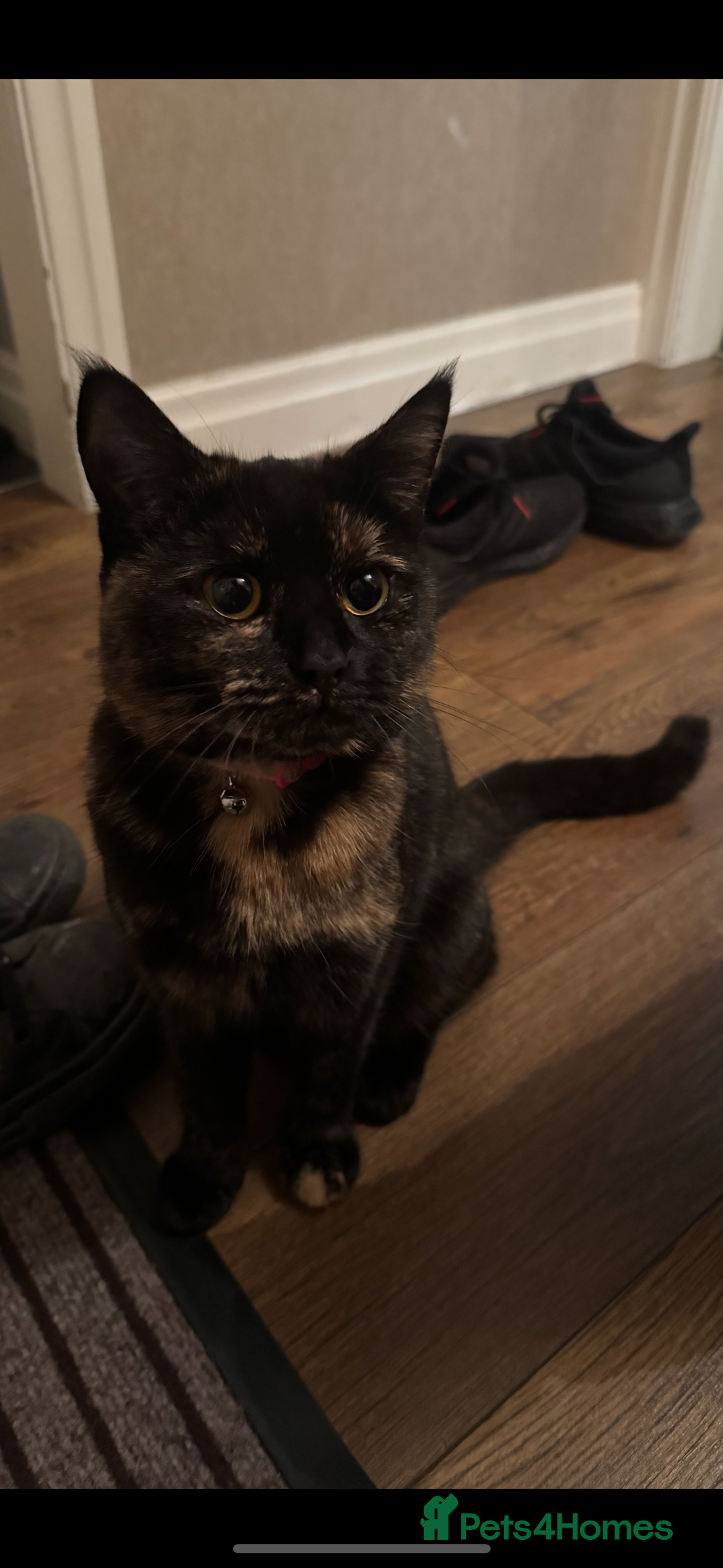 Mixed Breed cats for sale: Tortoiseshell cat  - Advert 1