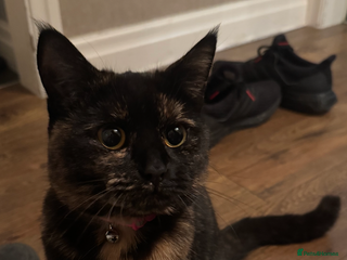 Mixed Breed cats - Advert 38