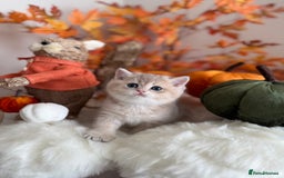 British Shorthair cats for sale: Blue Golden British Shorthair - Image 5