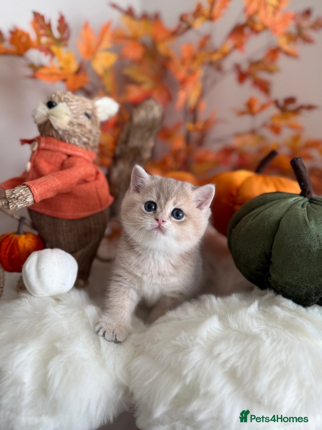 British Shorthair cats for sale: Blue Golden British Shorthair - Image 5
