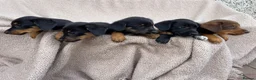 Mixed Breed dogs for sale: 🐾 Gorgeous Cocker × Border Collie Puppies 🌟 in Corwen - Advert 1