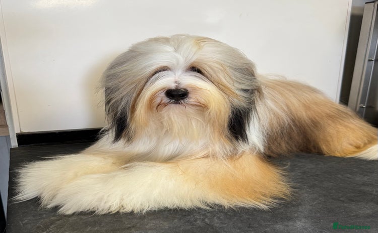 Tibetan Terrier dogs - Advert 1