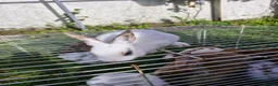 Mixed Breed rabbits for sale: bunnies in Plymouth - Advert 21