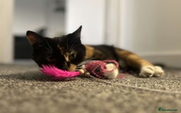 Domestic Shorthair cats for sale: Beautiful cat looking for new home - Image 2