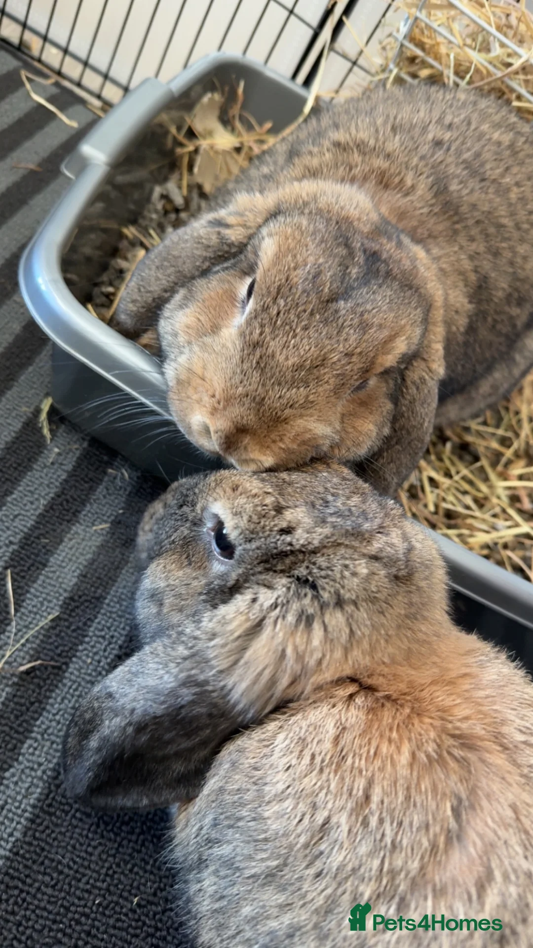 Mini Lop rabbits for sale: Neutered Male Mini Lop Looking For Forever Home in Burgess Hill - Advert 11