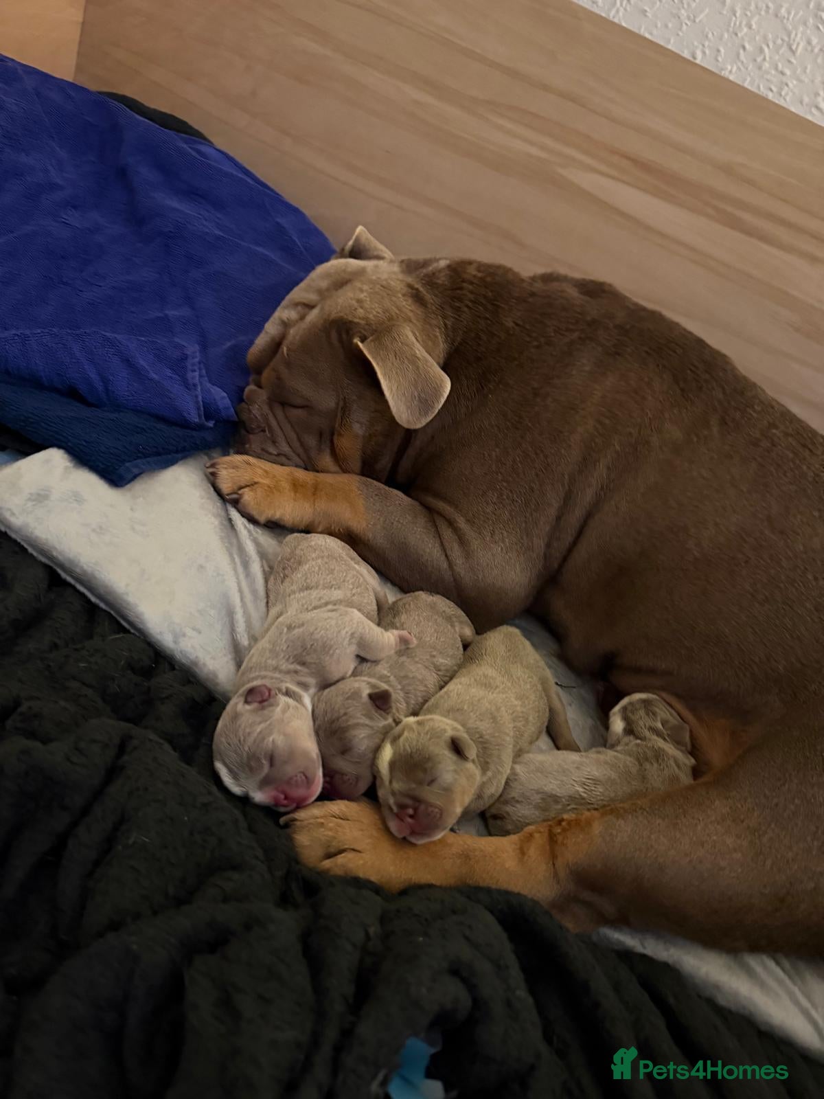 English Bulldog dogs English bulldog puppies kc for sale  - Advert 1