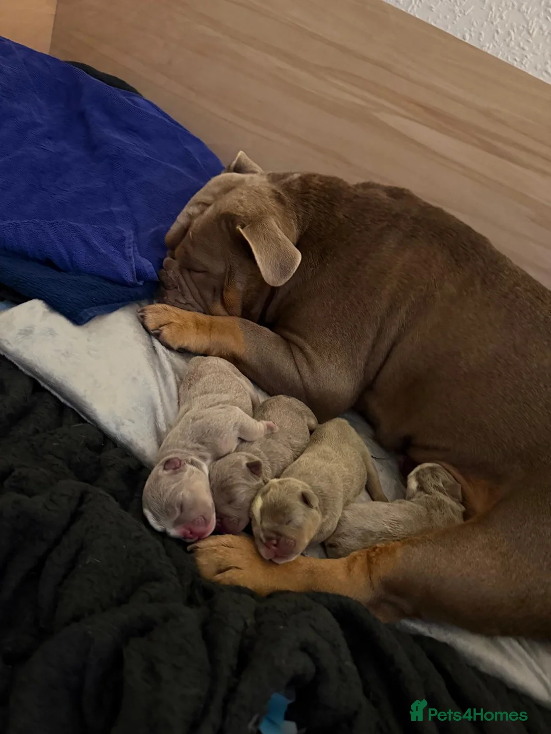 English Bulldog dogs for sale: English bulldog puppies kc for sale  - Advert 1