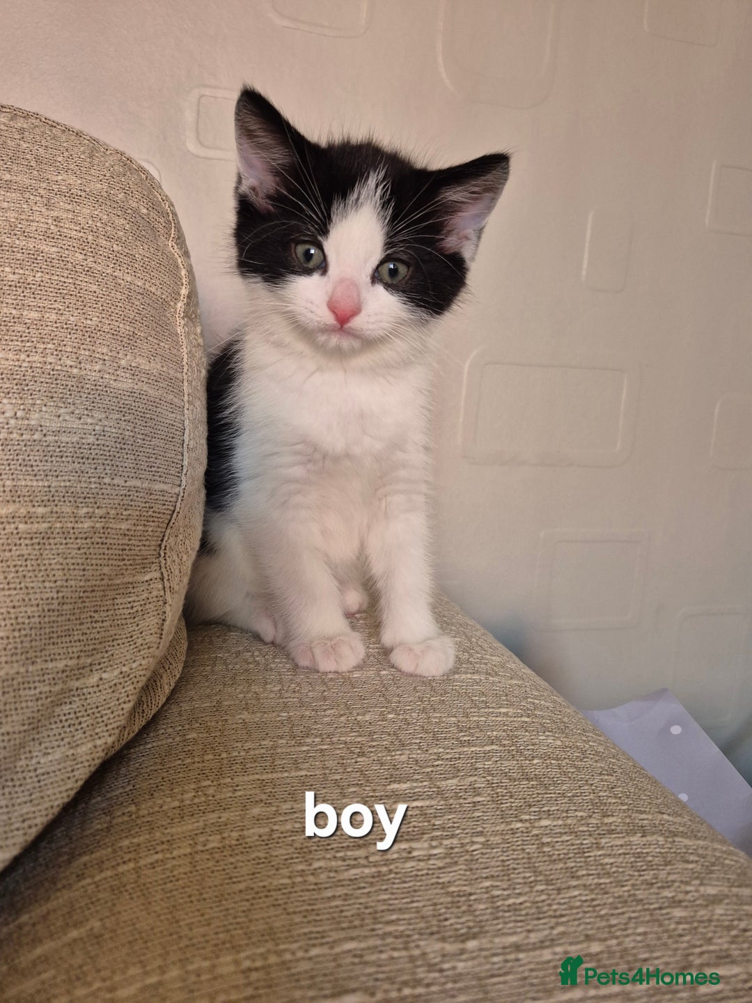 British Shorthair cats for sale: 4 kittens for sale - Image 3