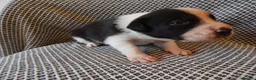 Border Collie dogs for sale: Full Breed Border Collie Puppies in Congleton - Advert 12