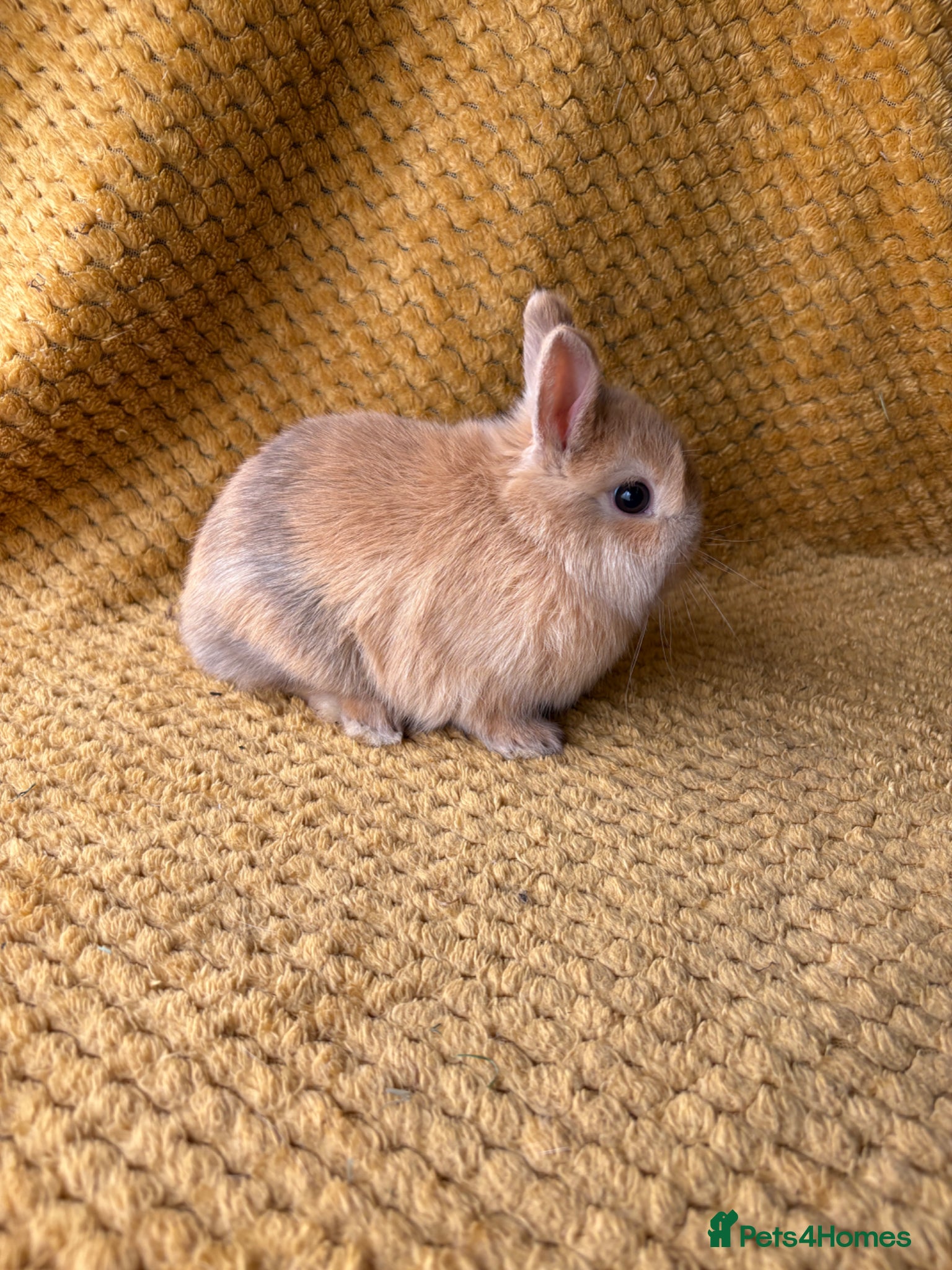 Netherland Dwarf rabbits Gorgeous Netherland dwarves  - Advert 1