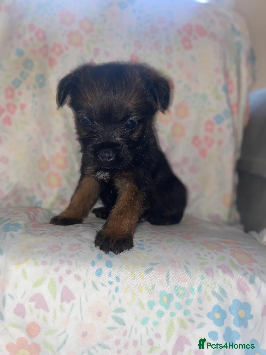 Border Terrier dogs for sale: 4 beautiful border terrier boys left  - Advert 14