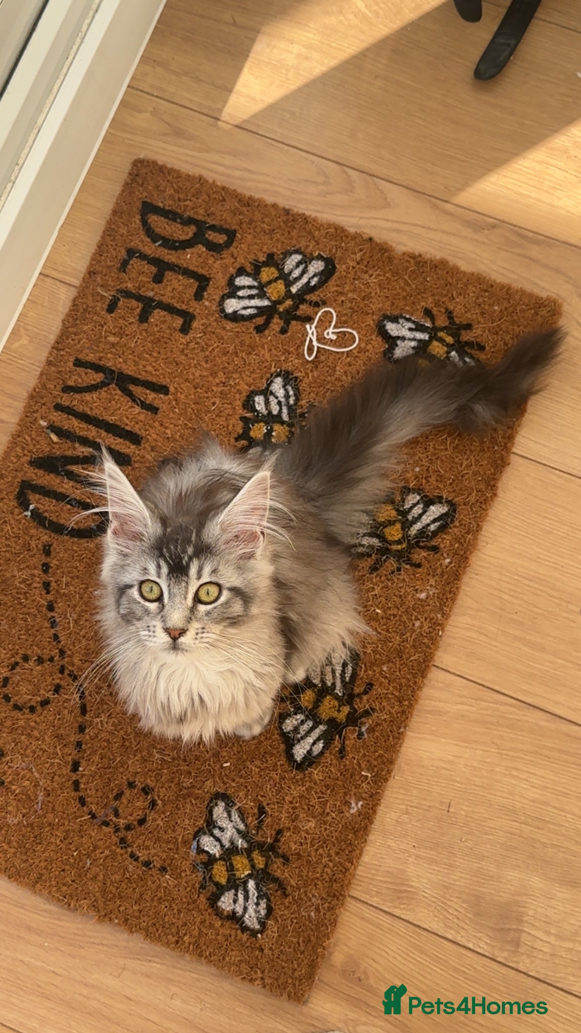 Maine Coon cats for sale: 5 beautiful Maine coon kittens - Advert 2