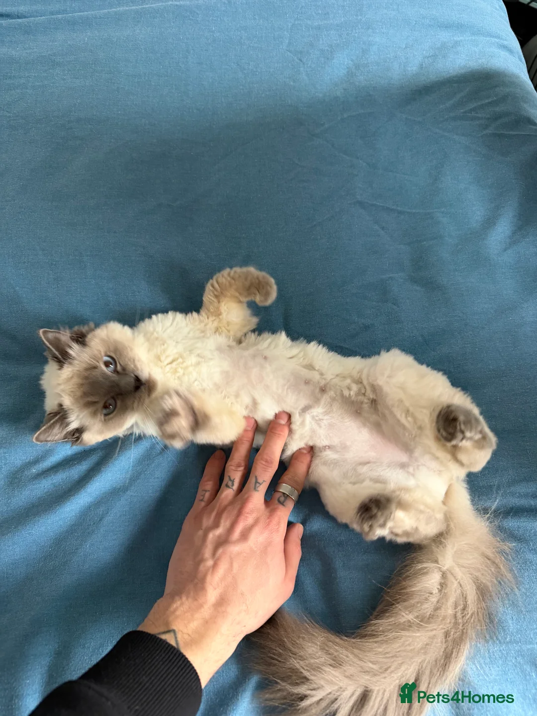 Ragdoll cats for sale: Ragdoll female kitten  in Oldbury - Advert 2