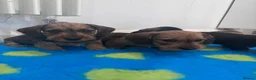 Miniature Dachshund dogs for sale: Miniature dachshund Wirehaired  - Advert 5