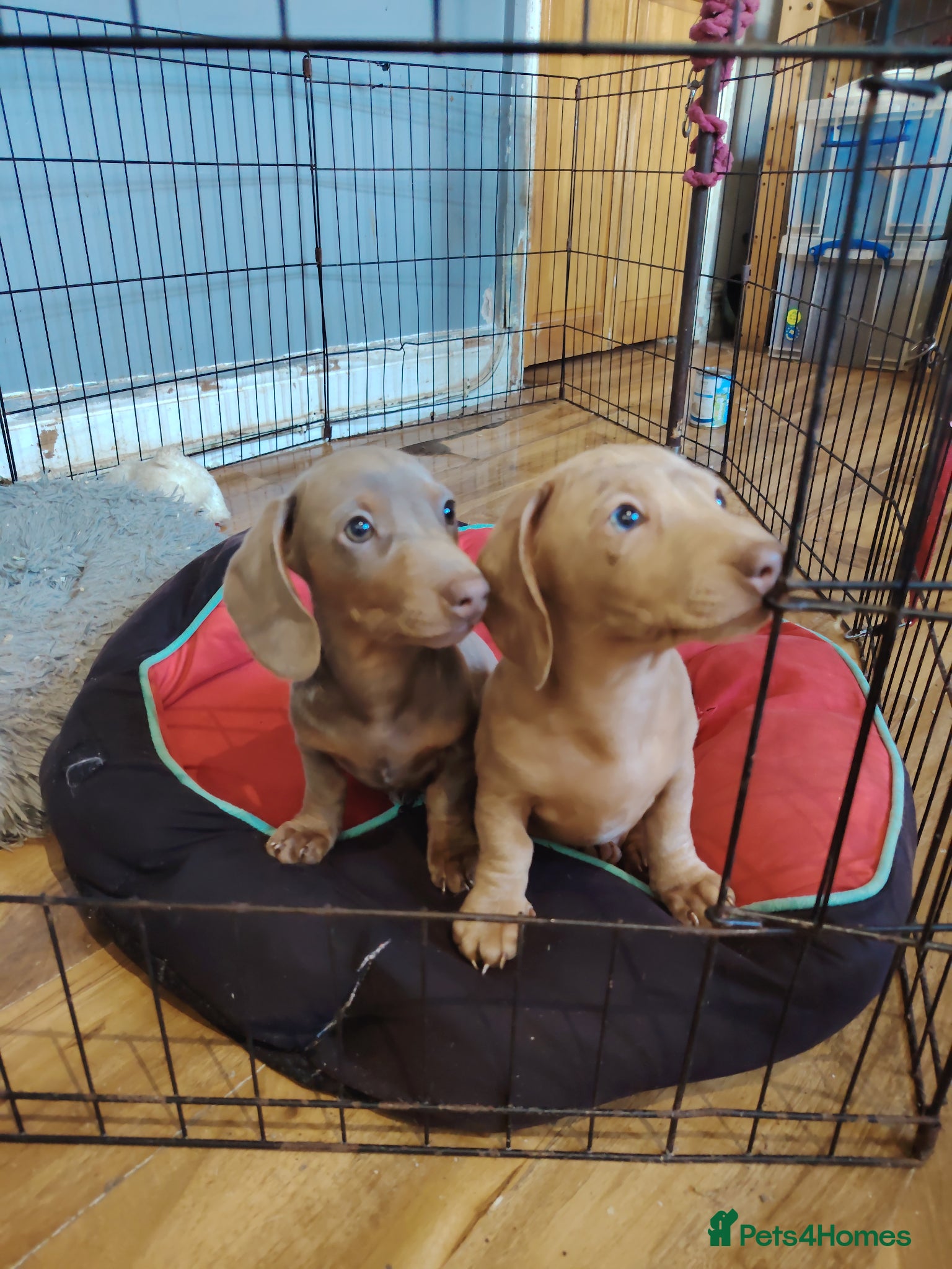 Miniature Dachshund dogs Miniature dachshund pups, ready to leave  - Advert 5