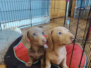 Miniature Dachshund dogs Miniature dachshund pups, ready to leave - Advert 5