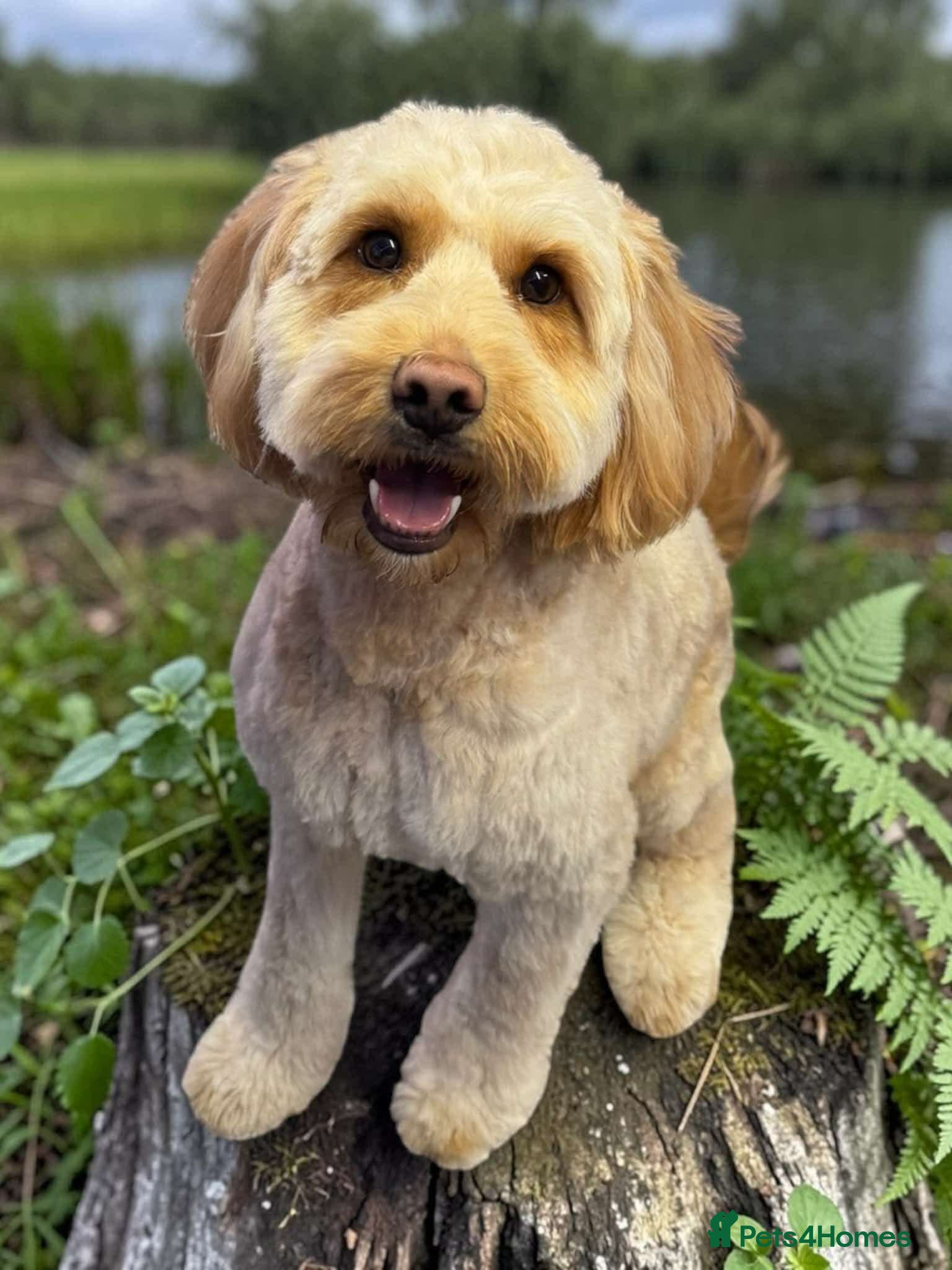 Mixed Breed dogs Mini labradoodle for studding  - Advert 5
