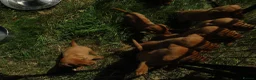 Labrador Retriever dogs for sale: Foxred labrador puppies - Advert 6