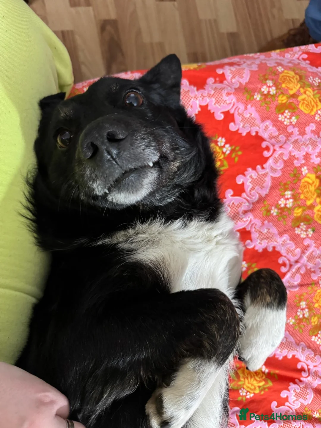 Mixed Breed dogs for adoption: 🐾NERO – From Frozen to Faithful & Loving🖤🐾 - Advert 2