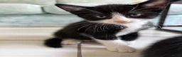 Domestic Shorthair cats for sale: 5 domestic shorthair kittens  - Advert 5