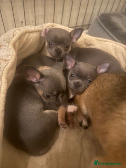 Chihuahua dogs KC Blue Chihuahua (smooth) pups - Advert 10