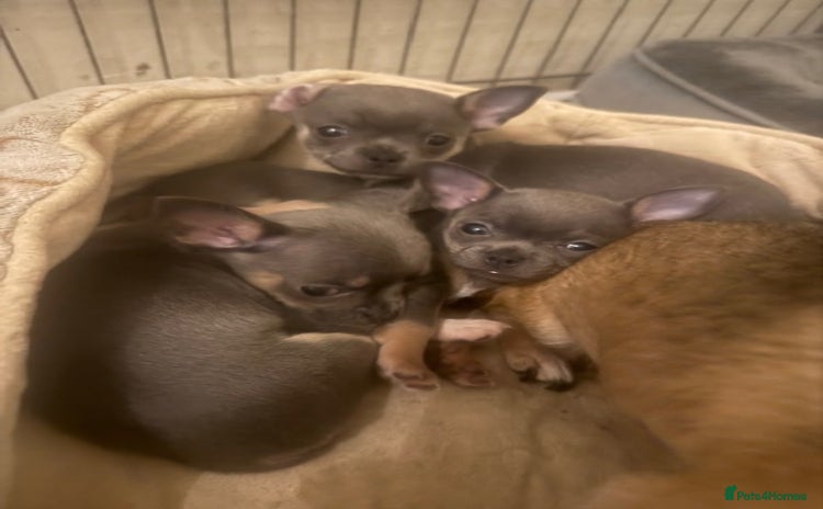 Chihuahua dogs KC Blue Chihuahua (smooth) pups - Advert 15