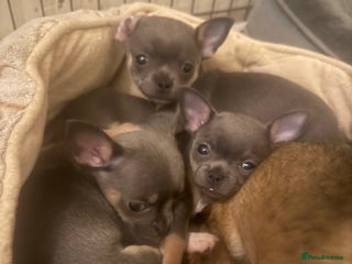 Chihuahua dogs for sale: KC Blue Chihuahua (smooth) pups - Advert 1