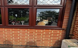 Ragdoll cats for sale: Cute 3/4 ragdoll 1/4 British blue  - Image 6