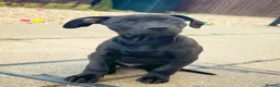 Mixed Breed dogs for sale: 1 boy & 1 girl  - Advert 2