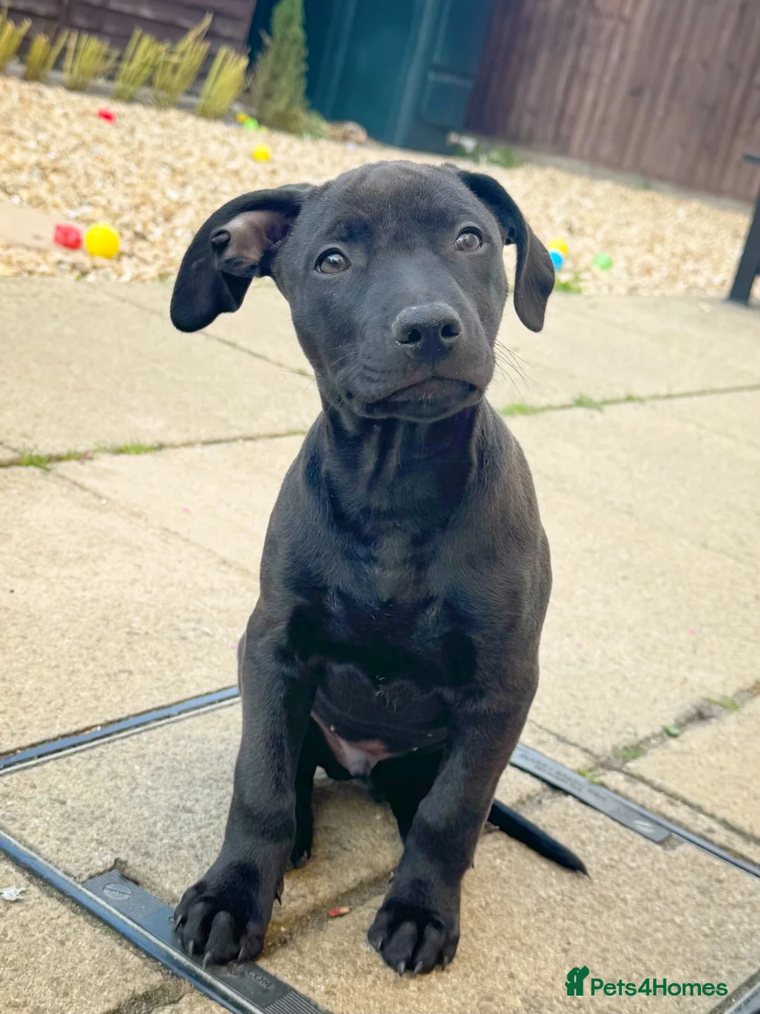 Mixed Breed dogs for sale: 1 boy & 1 girl  - Advert 2