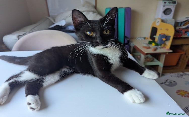 Domestic Shorthair cats - Advert 4
