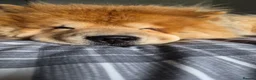 Chow Chow dogs for stud: Chow Chow Stud  - Advert 3