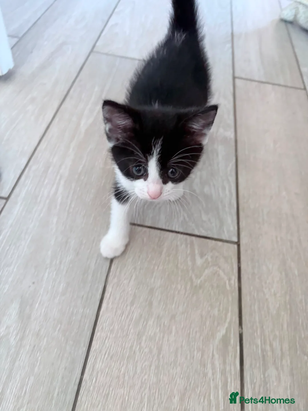 Mixed Breed cats for sale: Kittens in Lowestoft - Advert 2