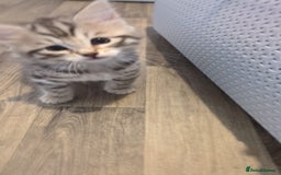 Perdoll cats for sale: Beautiful perdolls  - Image 1