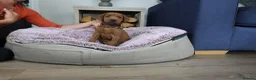 Labrador Retriever dogs for sale: DARK RED KC LABRADOR PUPPIES - LICENSED BREEDER  - Advert 13