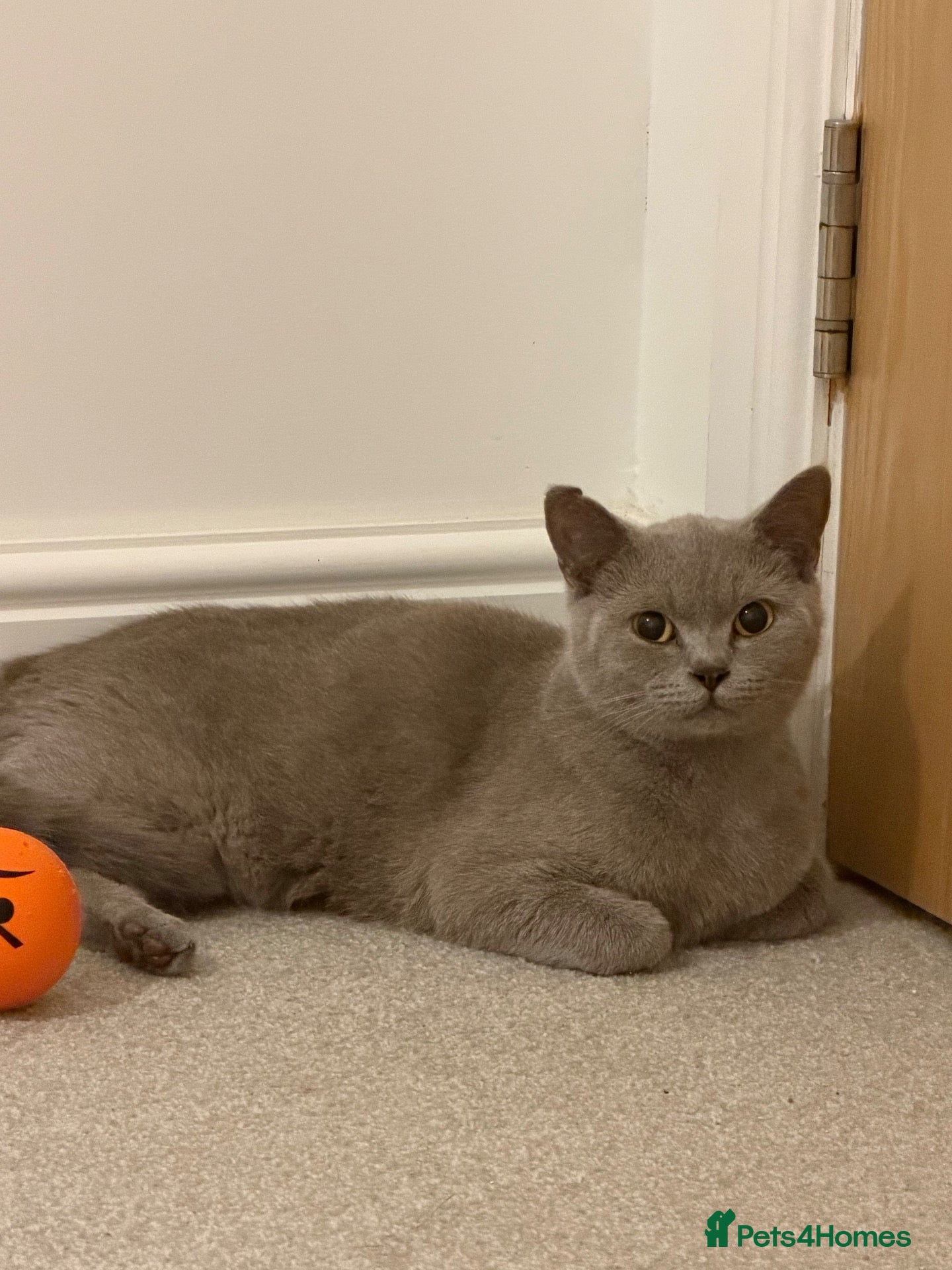British Shorthair cats GCCF registered Lilac Kittens  - Advert 9