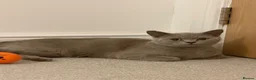 British Shorthair cats for sale: GCCF registered Lilac Kittens  - Advert 1