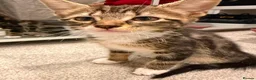 Mixed Breed cats for sale: RARE Adorable Mixed Tabby Kittens😍 in Derby - Advert 2
