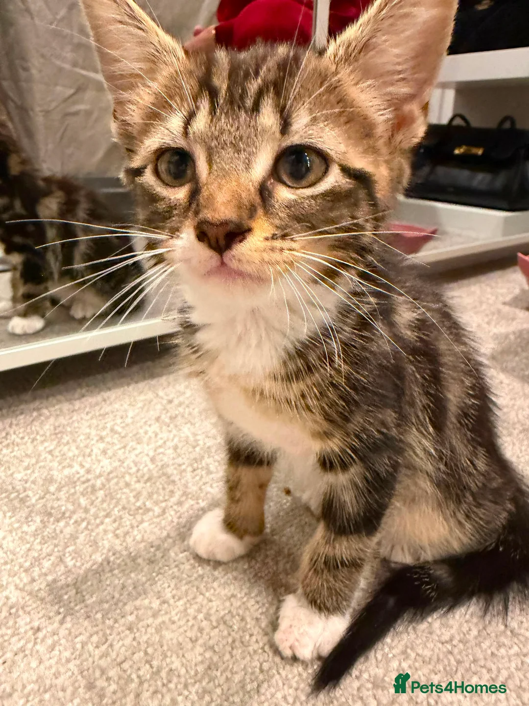 Mixed Breed cats for sale: RARE Adorable Mixed Tabby Kittens😍 in Derby - Advert 2