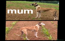 Mixed Breed dogs for sale: Beautiful lurcher puppies - Image 4