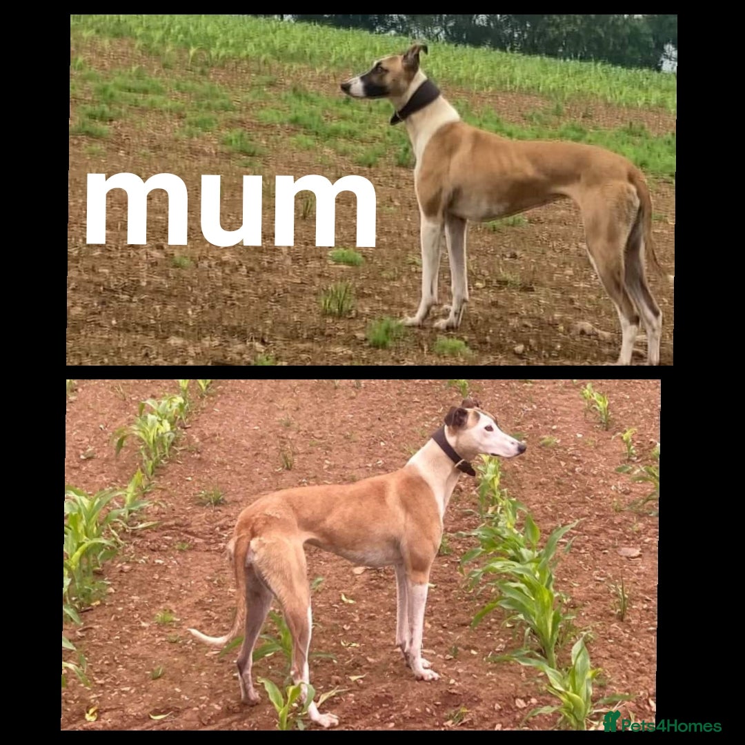 Mixed Breed dogs for sale: Beautiful lurcher puppies - Image 4