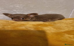 Chihuahua dogs for sale: Beautiful Long-Haired Chihuahua Puppies - Advert 6