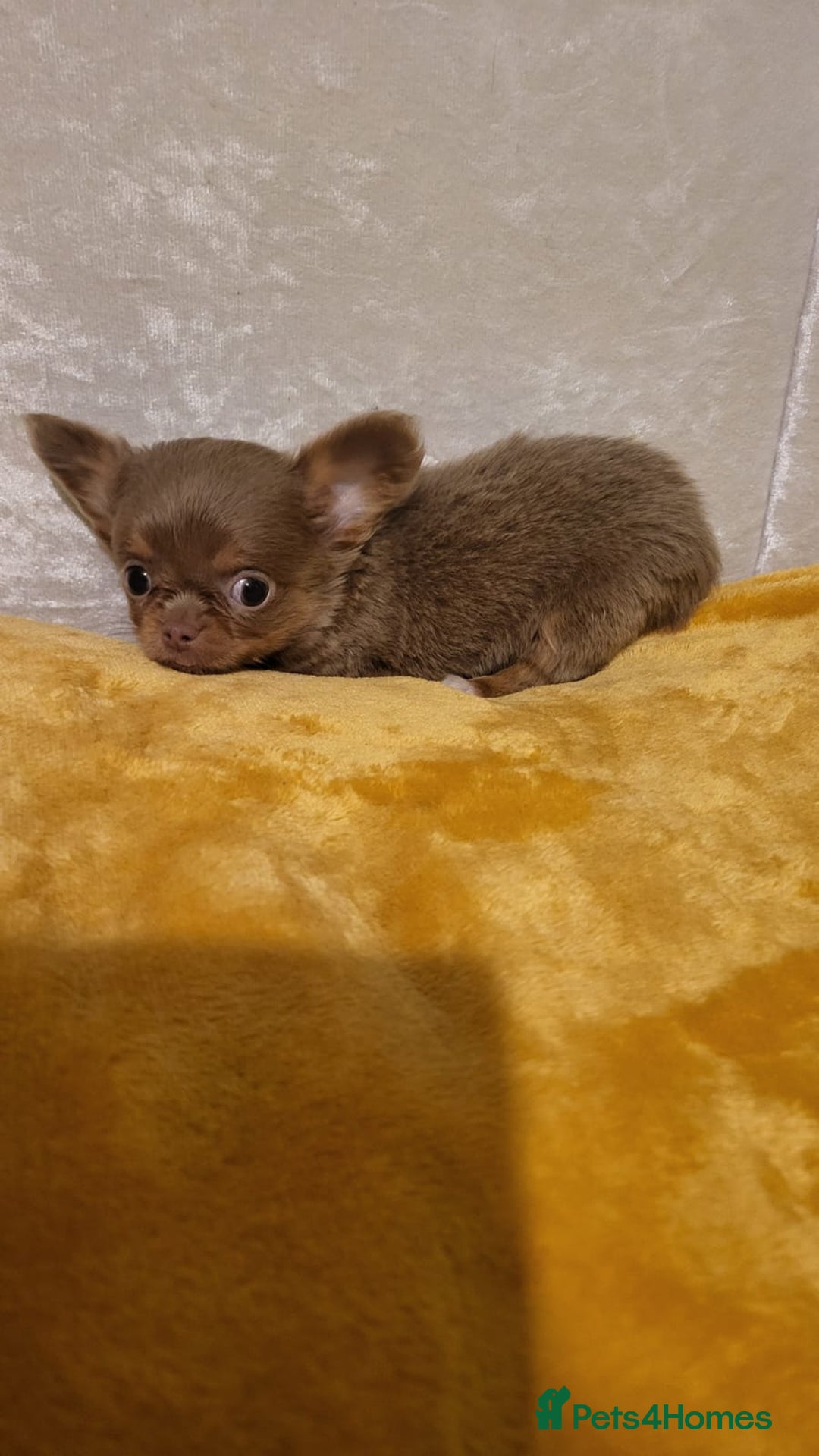 Chihuahua dogs for sale: Beautiful Long-Haired Chihuahua Puppies - Advert 6