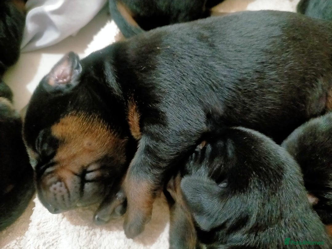 Dobermann dogs for sale: Dobermann puppies - Image 6