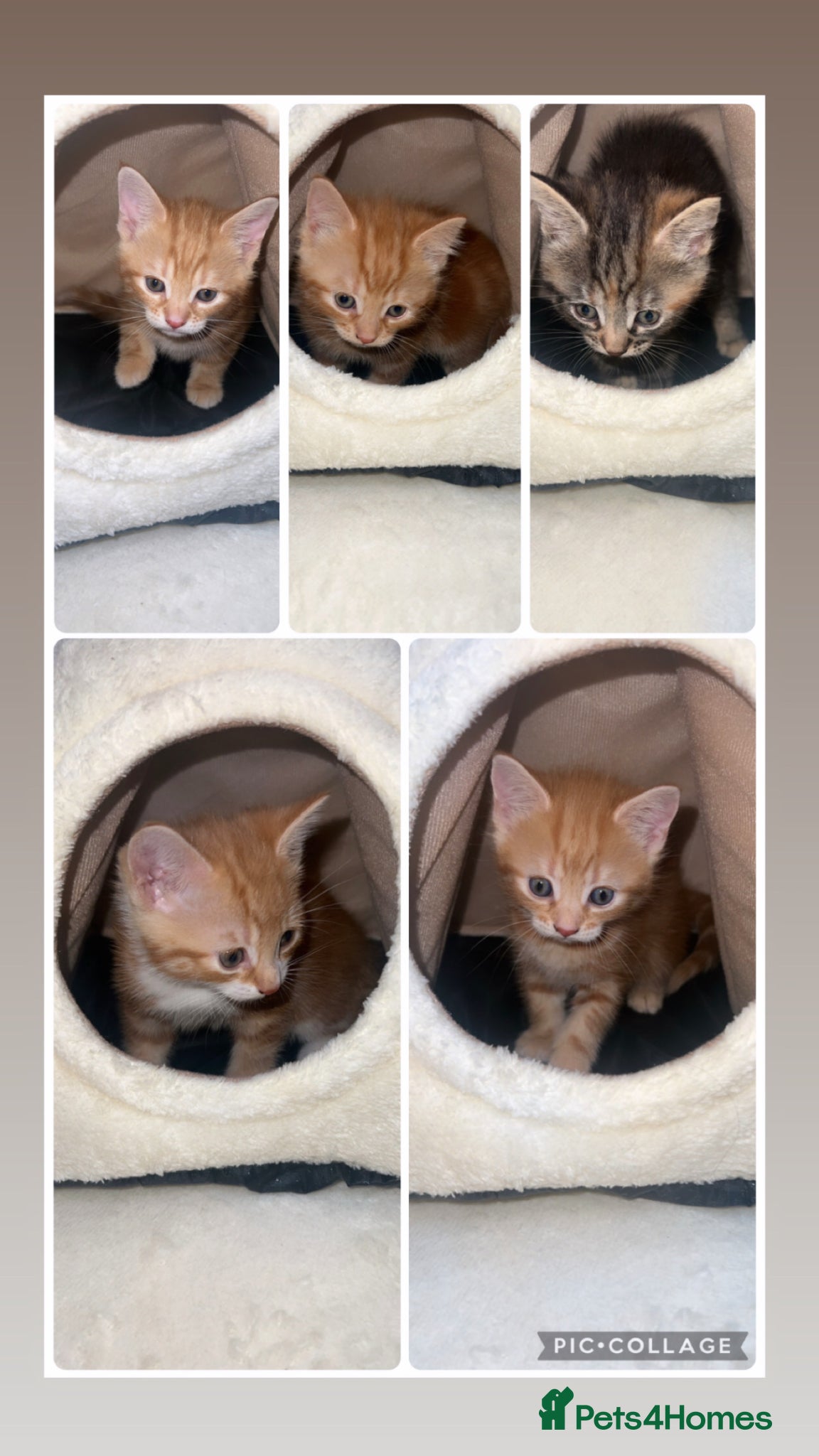British Shorthair cats kittens - Advert 5