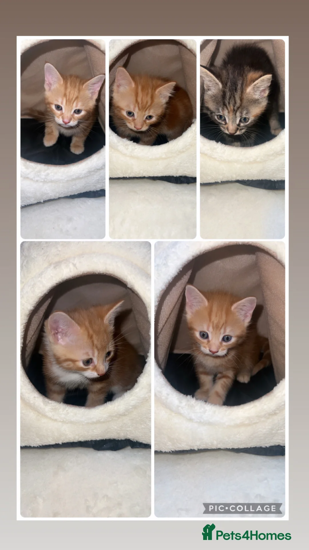 Mixed Breed cats for sale: kittens - Advert 1