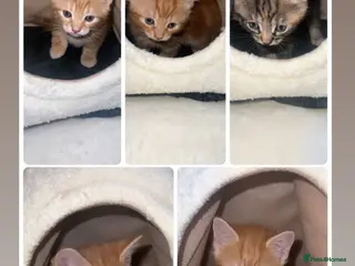 British Shorthair cats kittens - Advert 5