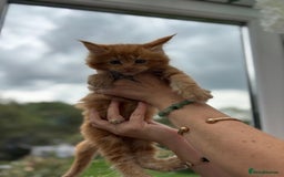 Maine Coon cats for sale: Registered Maine coon kittens  - Image 4