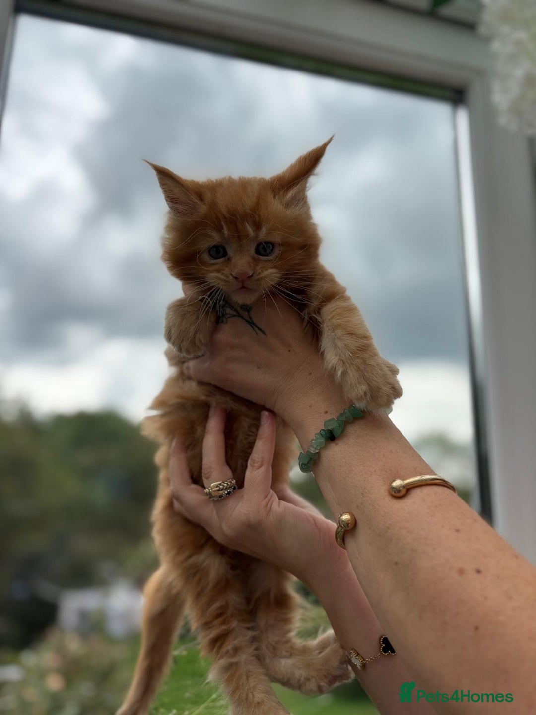 Maine Coon cats for sale: Registered Maine coon kittens  - Image 4