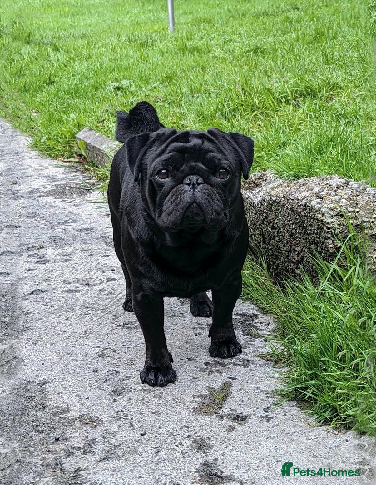 Pug dogs For Stud BOAS Tested 47 champions in Llanelli - Advert 4